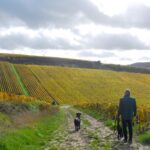 P8_LS_promenade_chien_vigne2